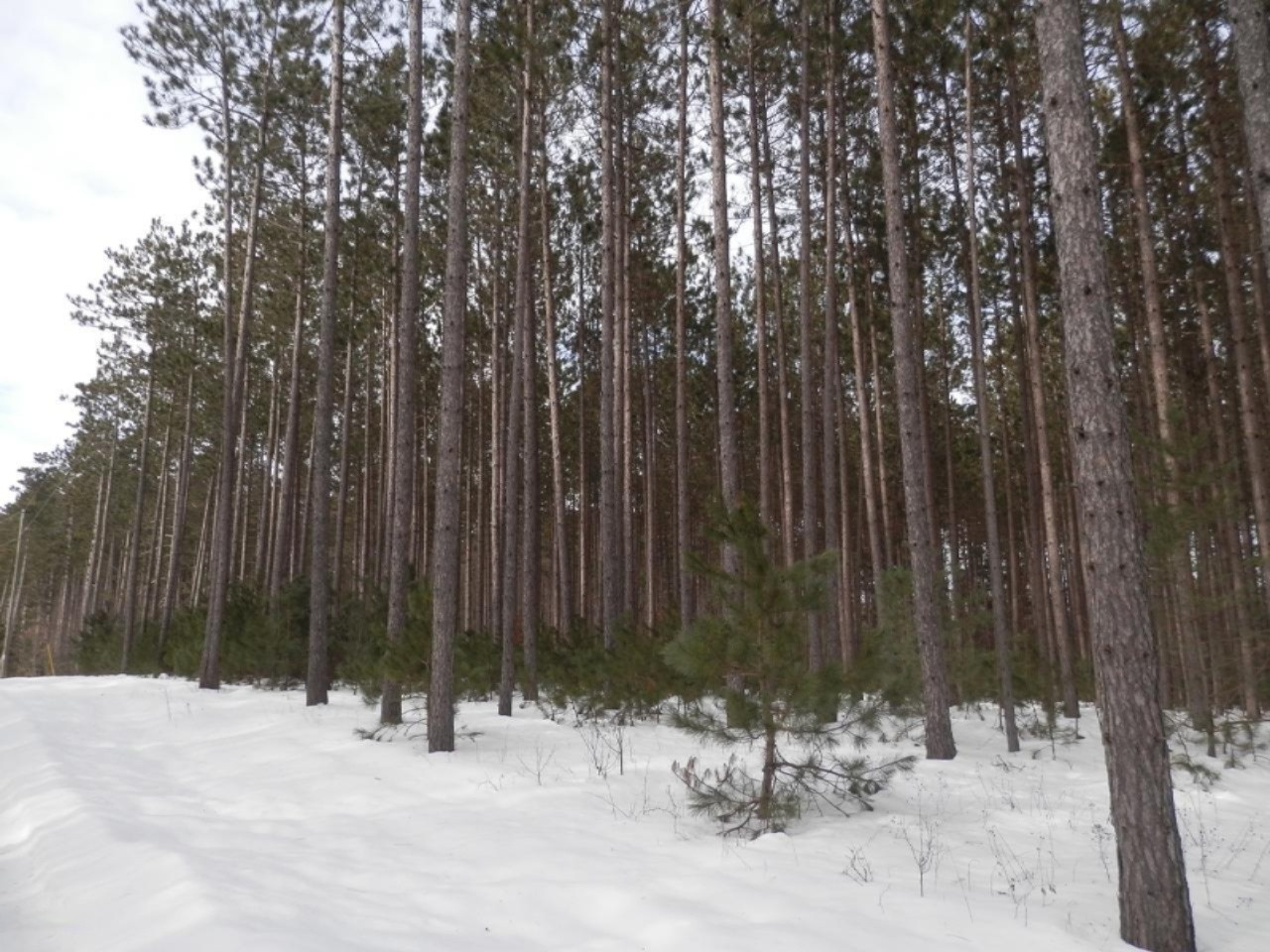 Harlan Road Copemish, MI 49625 - Photo 9 of 15 Additional photo