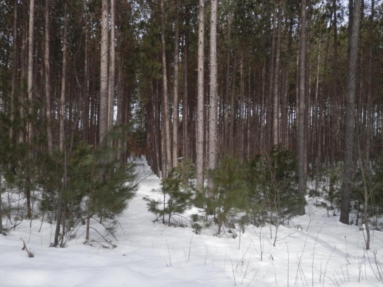 Harlan Road Copemish, MI 49625 - Photo 10 of 15 Additional photo