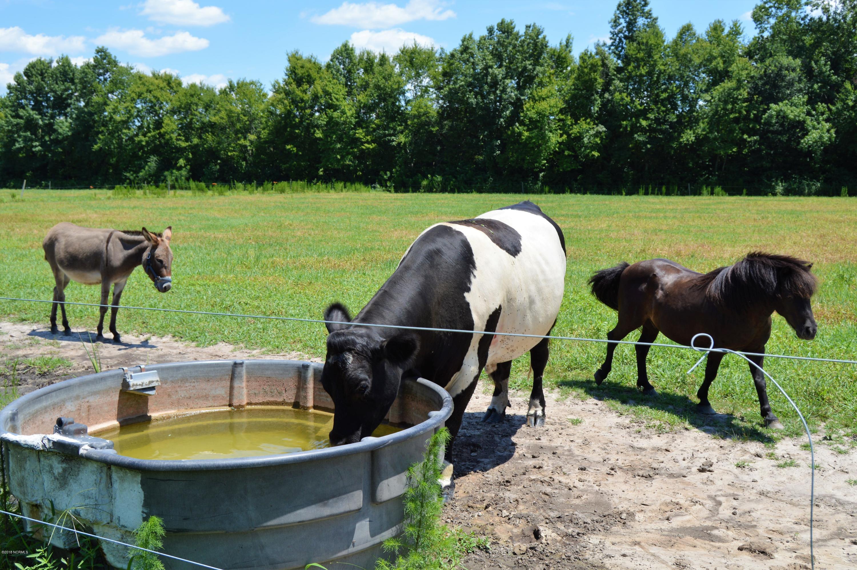 1852 Raccoon Road Willard, NC 28478 - Photo 21 of 34 animals in field