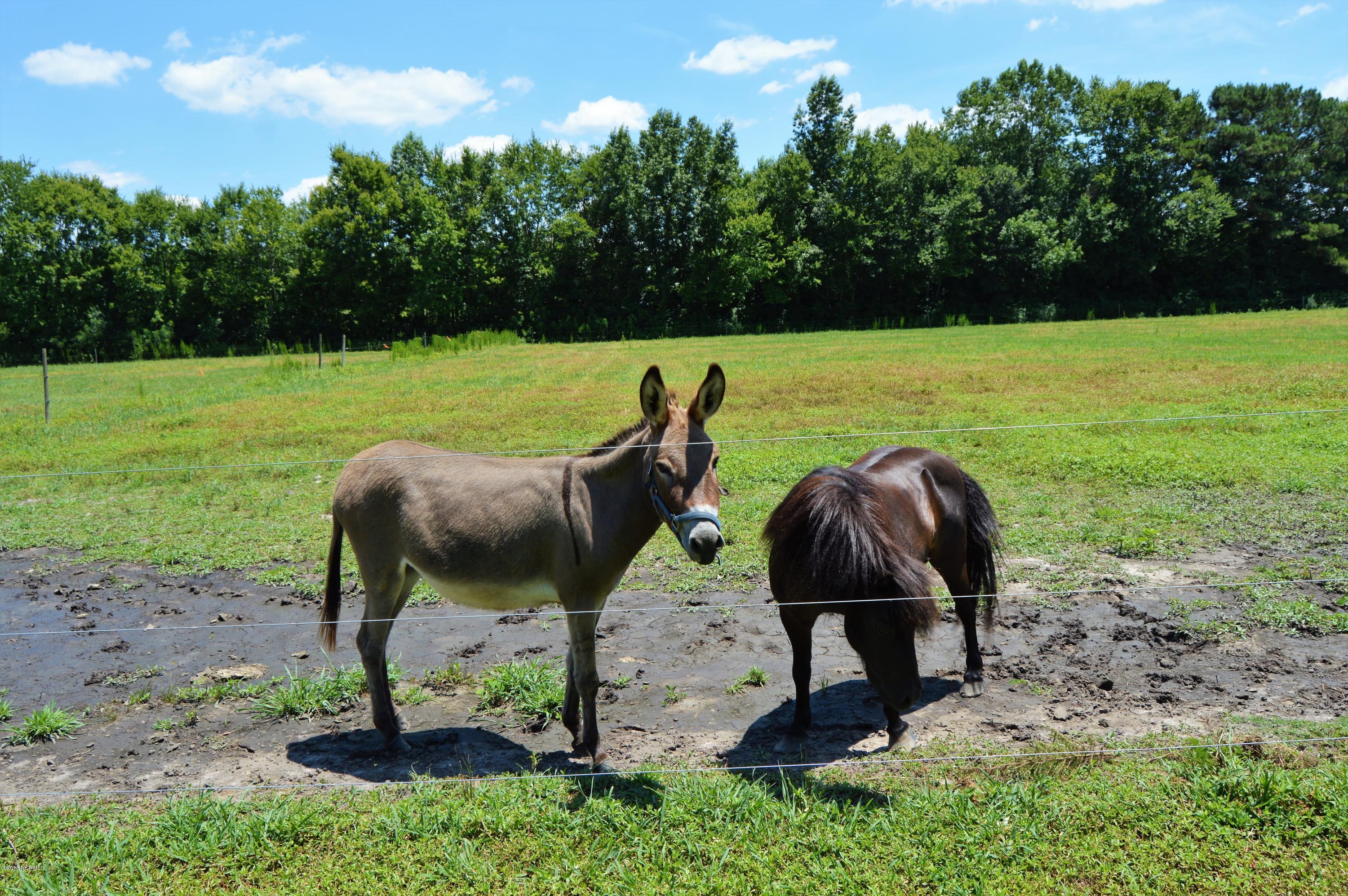 1852 Raccoon Road Willard, NC 28478 - Photo 28 of 34 new horses and donkeys