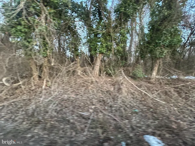 a view of a forest with trees