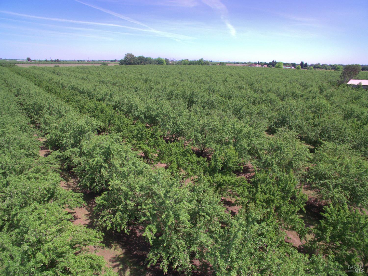 7948 North Meridian Road Dixon, CA 95620 - Photo 3 of 59 a view of a green field with lots of bushes