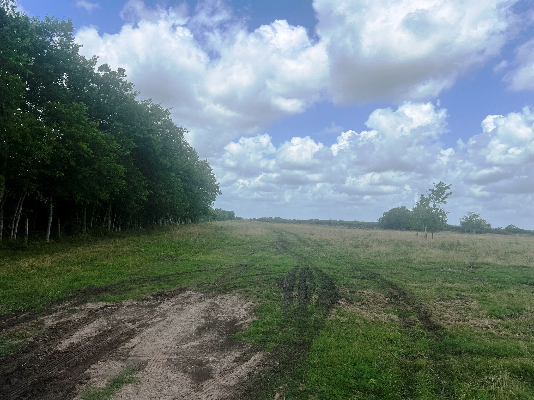 8925 Kerr Road Hempstead, TX 77445 - Photo 6 of 11