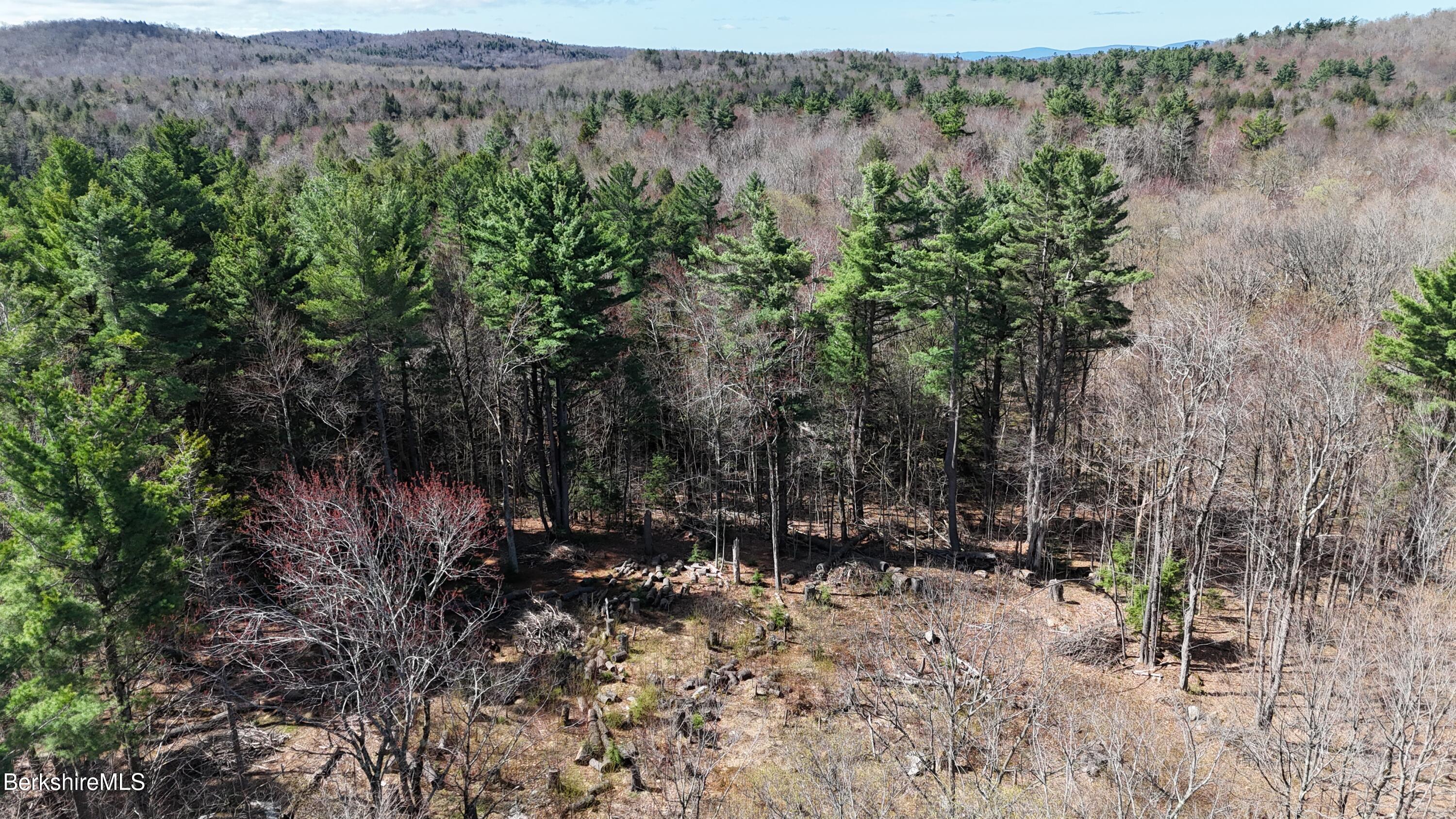 a view of a forest with trees in the background
