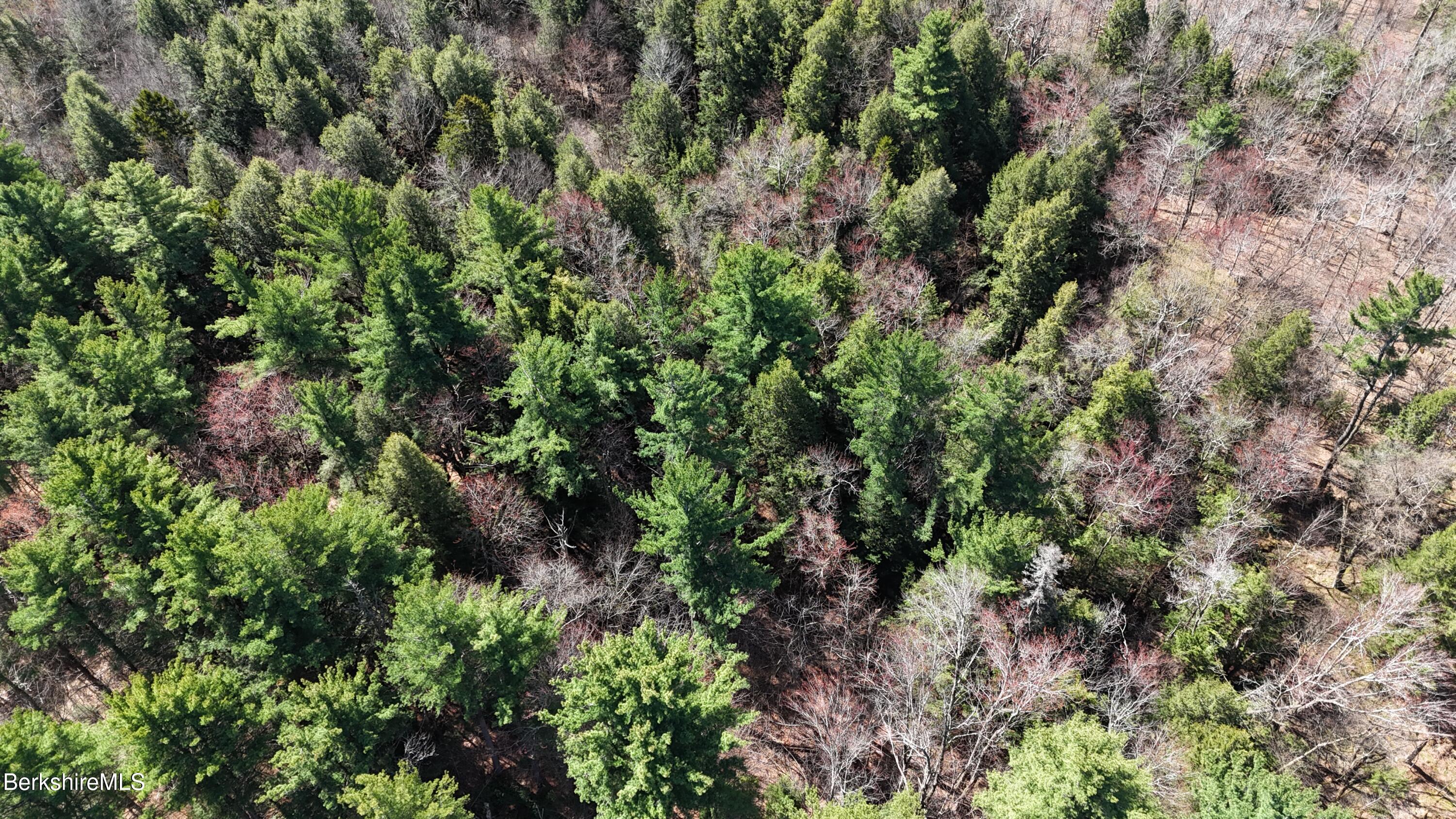 Lot 15 Dimmock Road Otis, MA 01253 - Photo 11 of 12 a view of a lush green forest