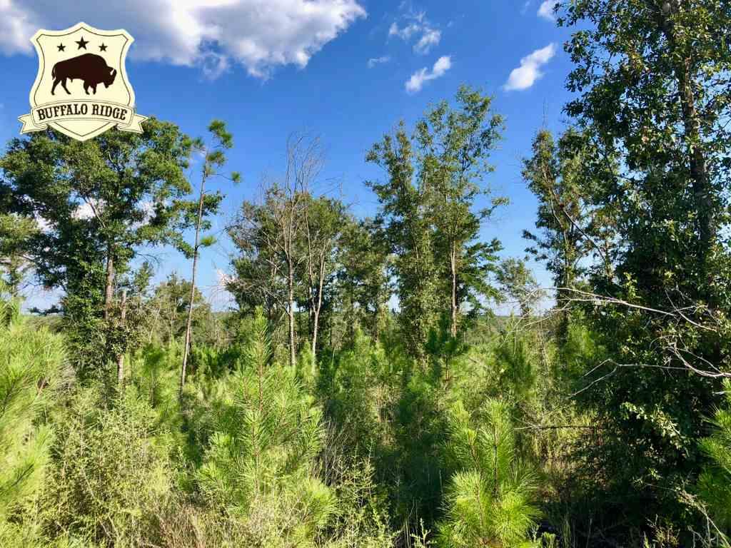 Lot 59-br Buffalo Ridge Road Pace, FL 32571 - Photo 1 of 10