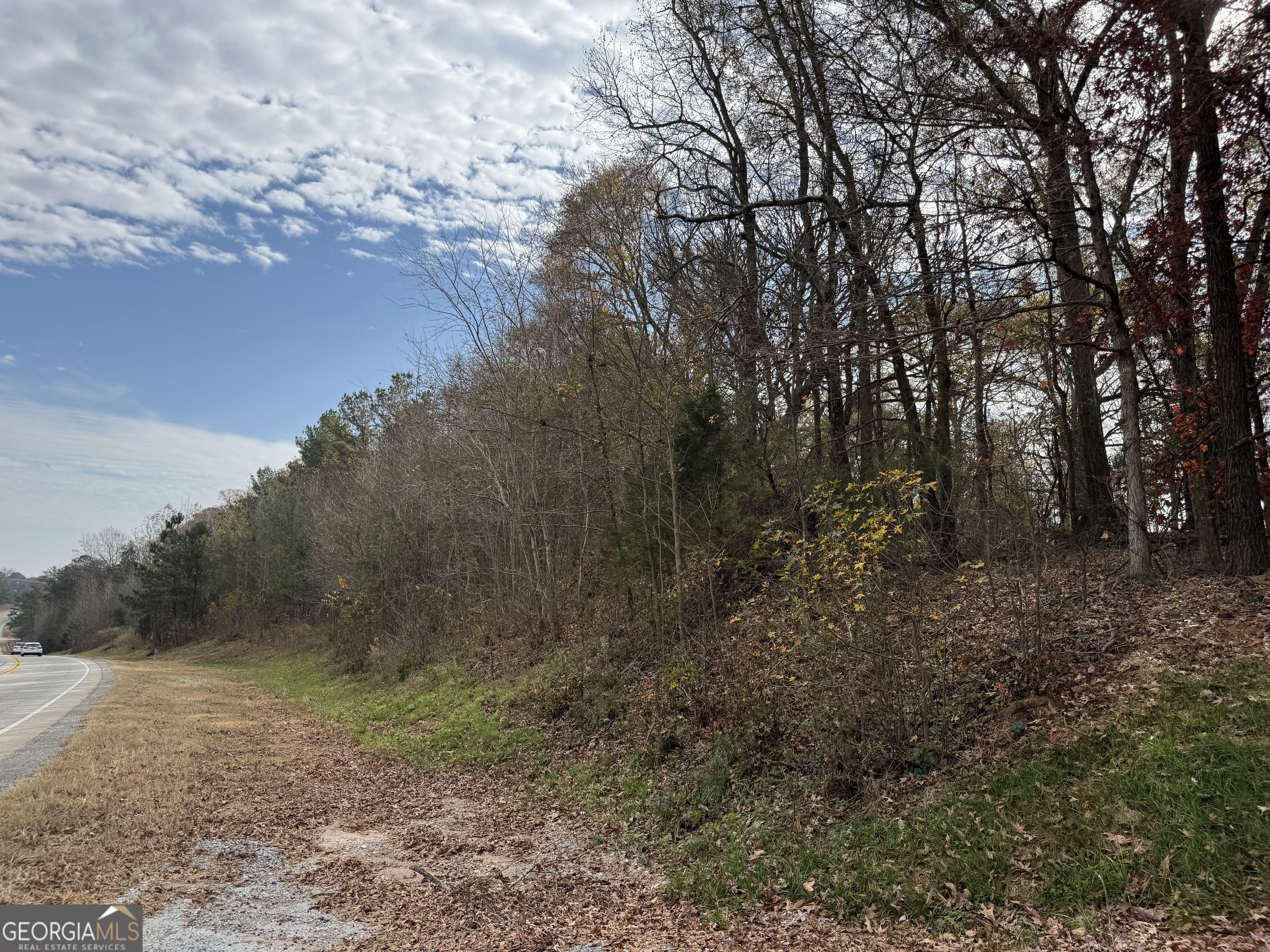 a view of a forest with trees in the background