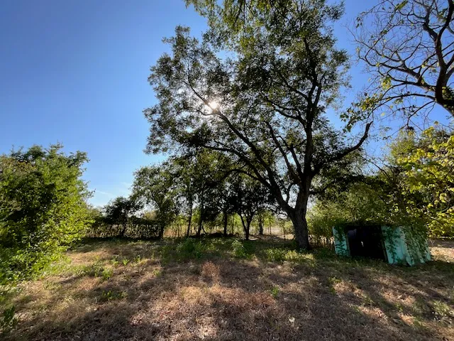 a view of a tree in the middle of a yard