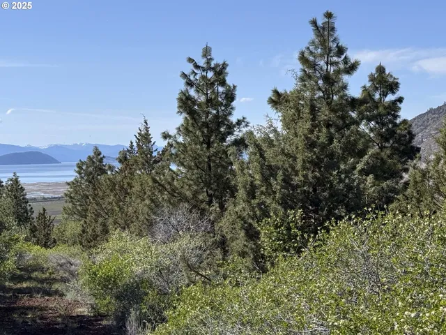 a view of a dry yard