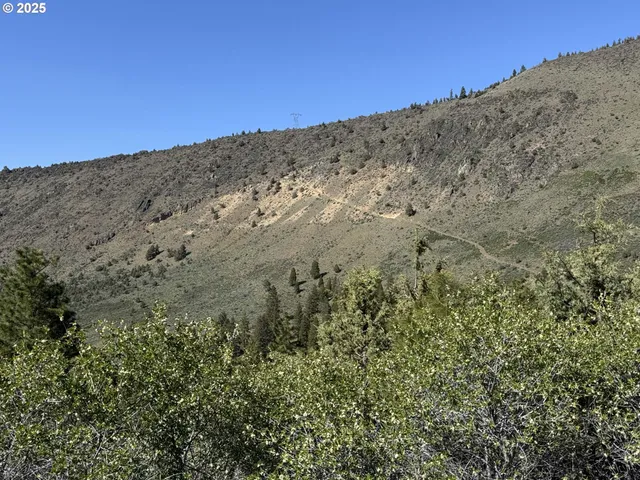 a view of a dry yard with lots of trees