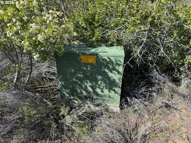 a view of a dry yard with mountains in the background
