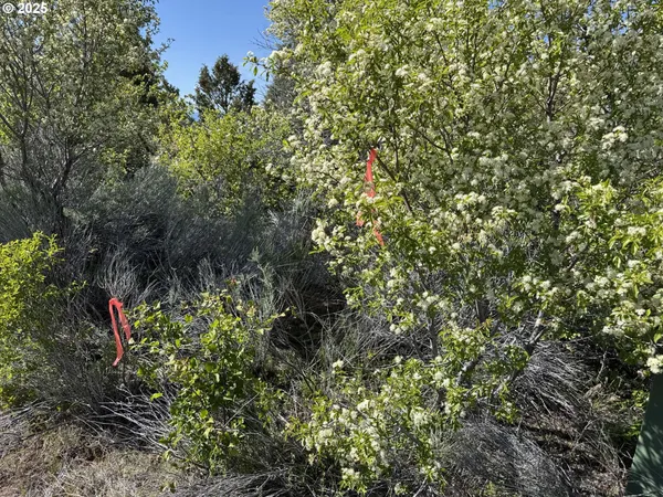 a view of a dry yard with mountains in the background