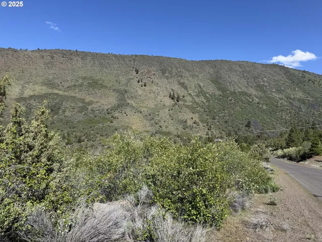 a view of a road with plants and a large tree