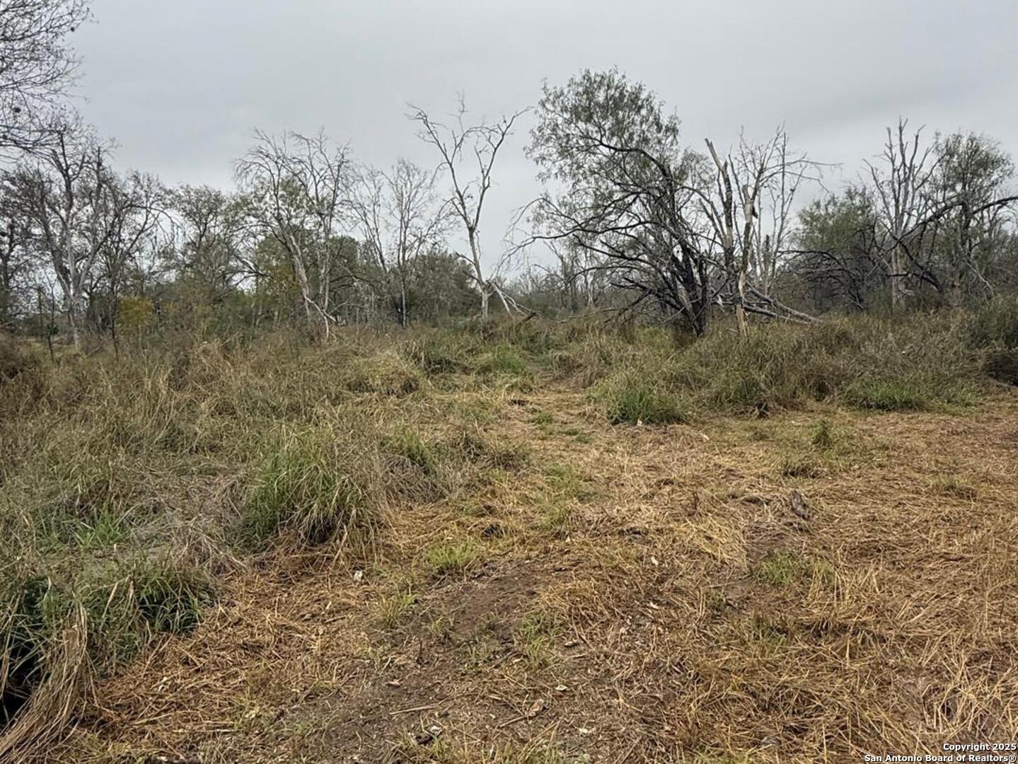 Tbd Gidley Atascosa, TX 78002 - Photo 14 of 21 a view of a forest with trees in the background