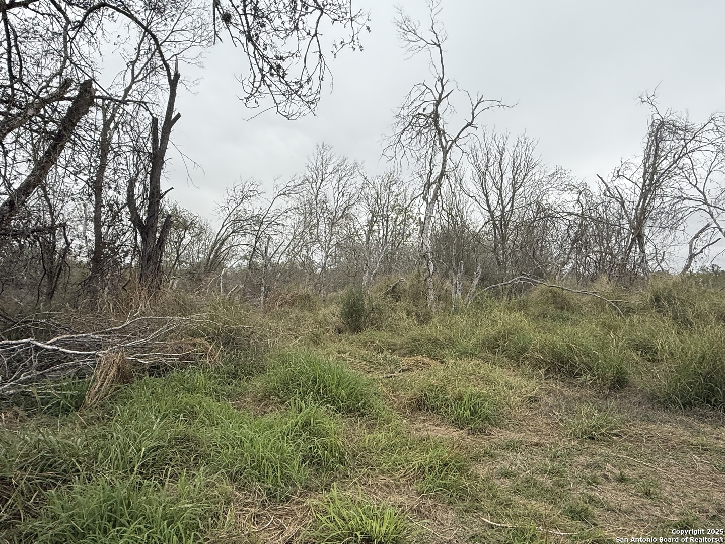 Tbd Gidley Atascosa, TX 78002 - Photo 20 of 21 a view of a forest with trees in front of it