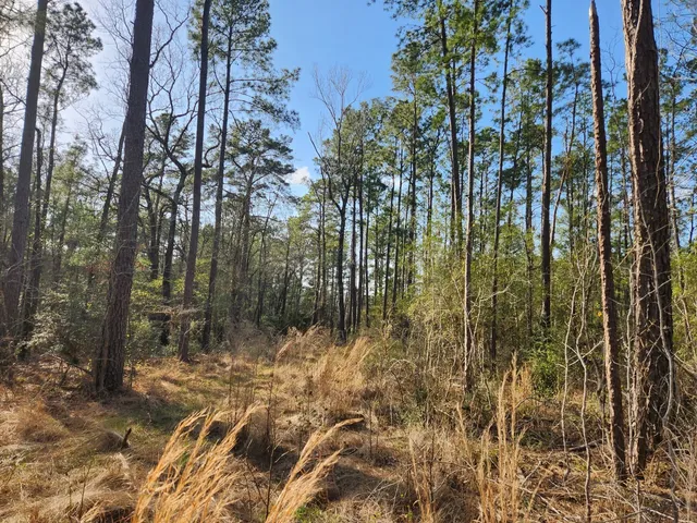 a view of a yard with trees