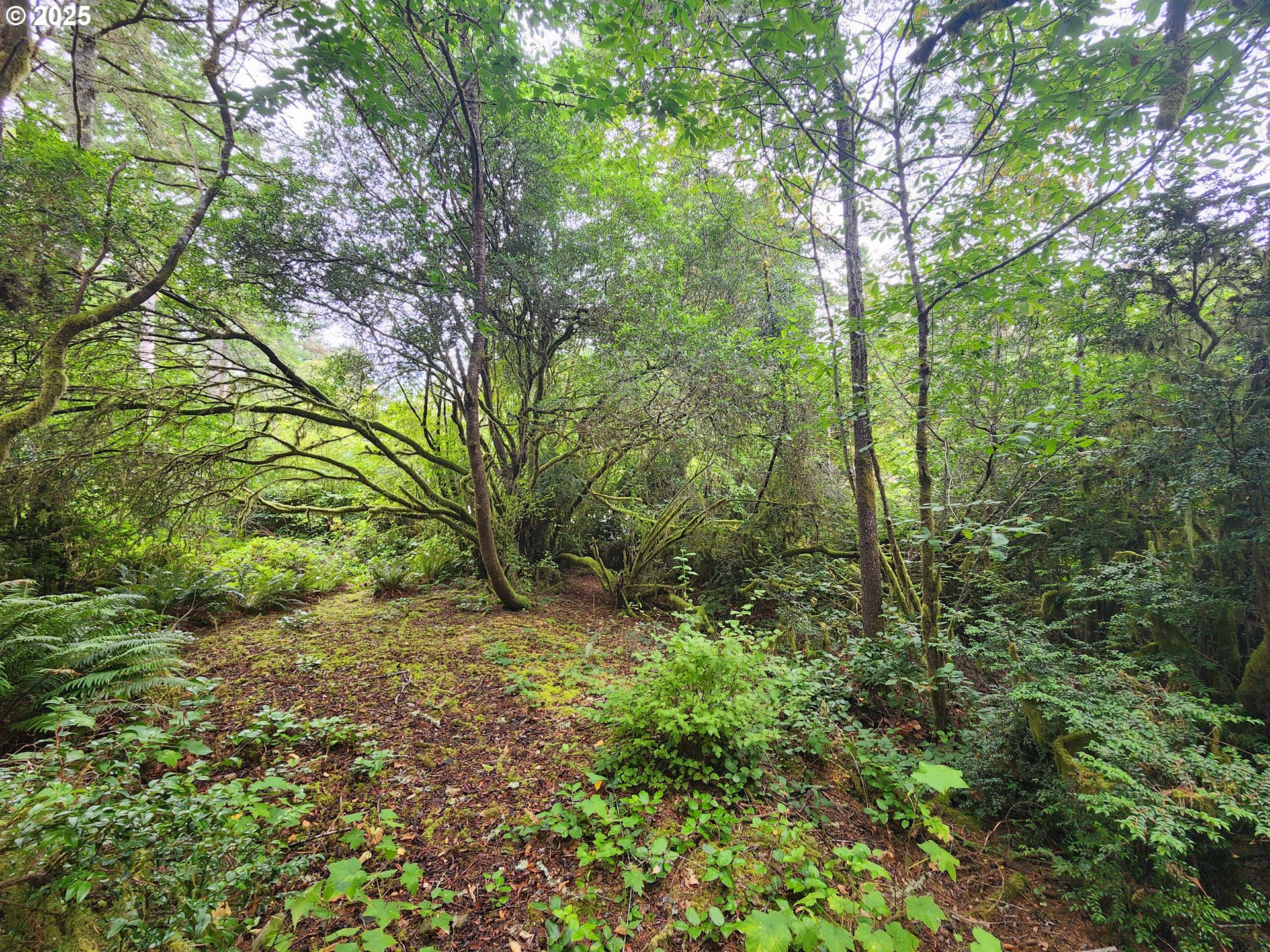 0 Sand Dune Park Drive, Unit TL 800 Florence, OR 97439 - Photo 2 of 9 a backyard of a house with lots of green space