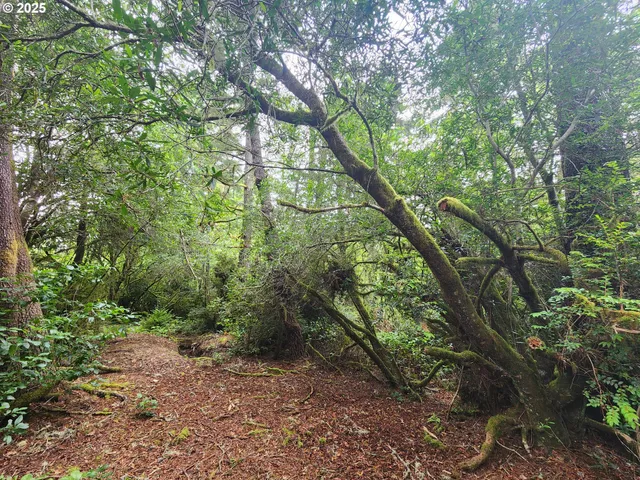 a backyard of a house with lots of trees