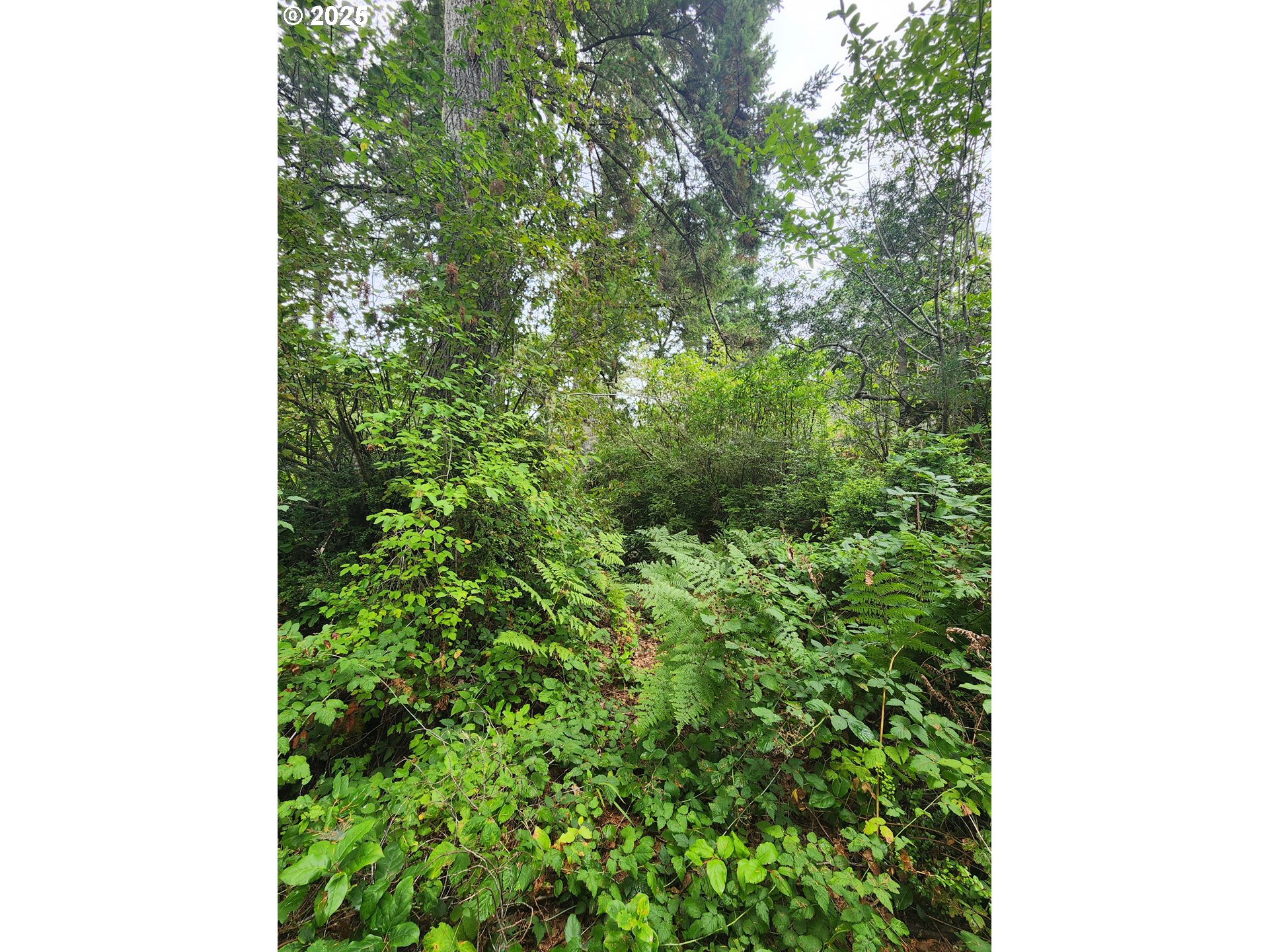 0 Sand Dune Park Drive, Unit TL 800 Florence, OR 97439 - Photo 4 of 9 a close up of a tree in a garden