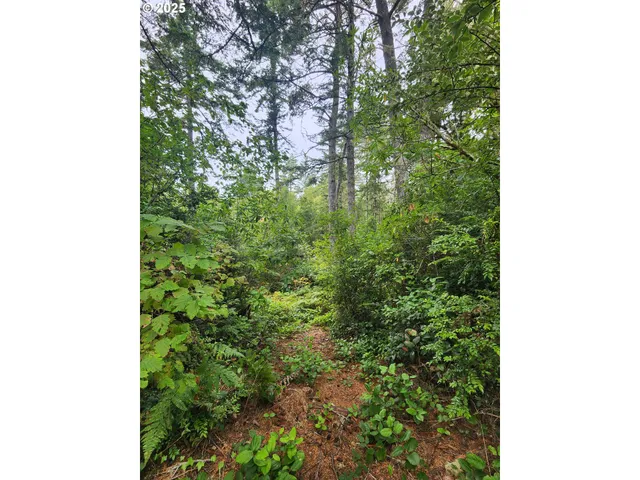 a view of a lush green forest