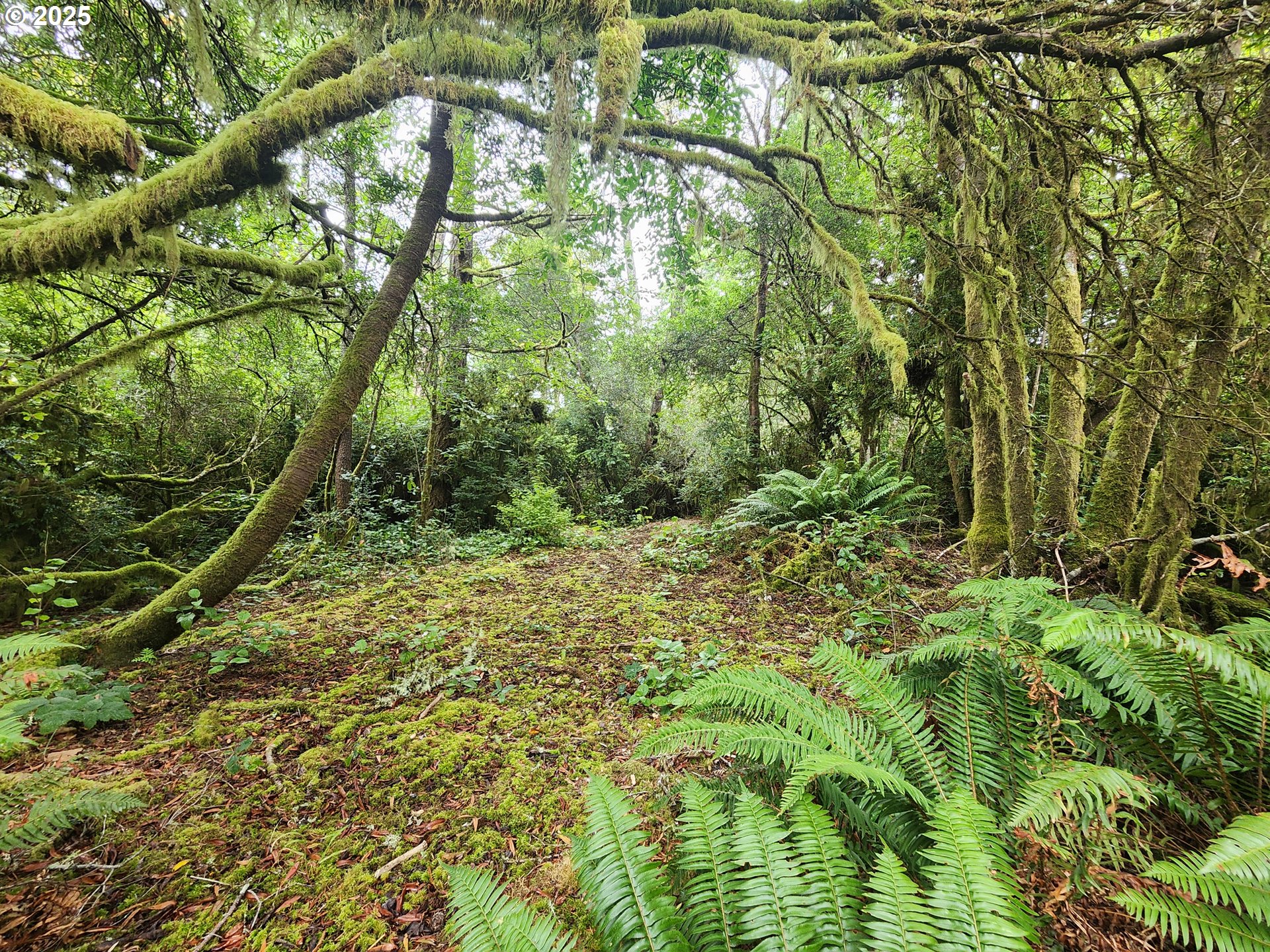 0 Sand Dune Park Drive, Unit TL 800 Florence, OR 97439 - Photo 6 of 9 a view of a lush green forest