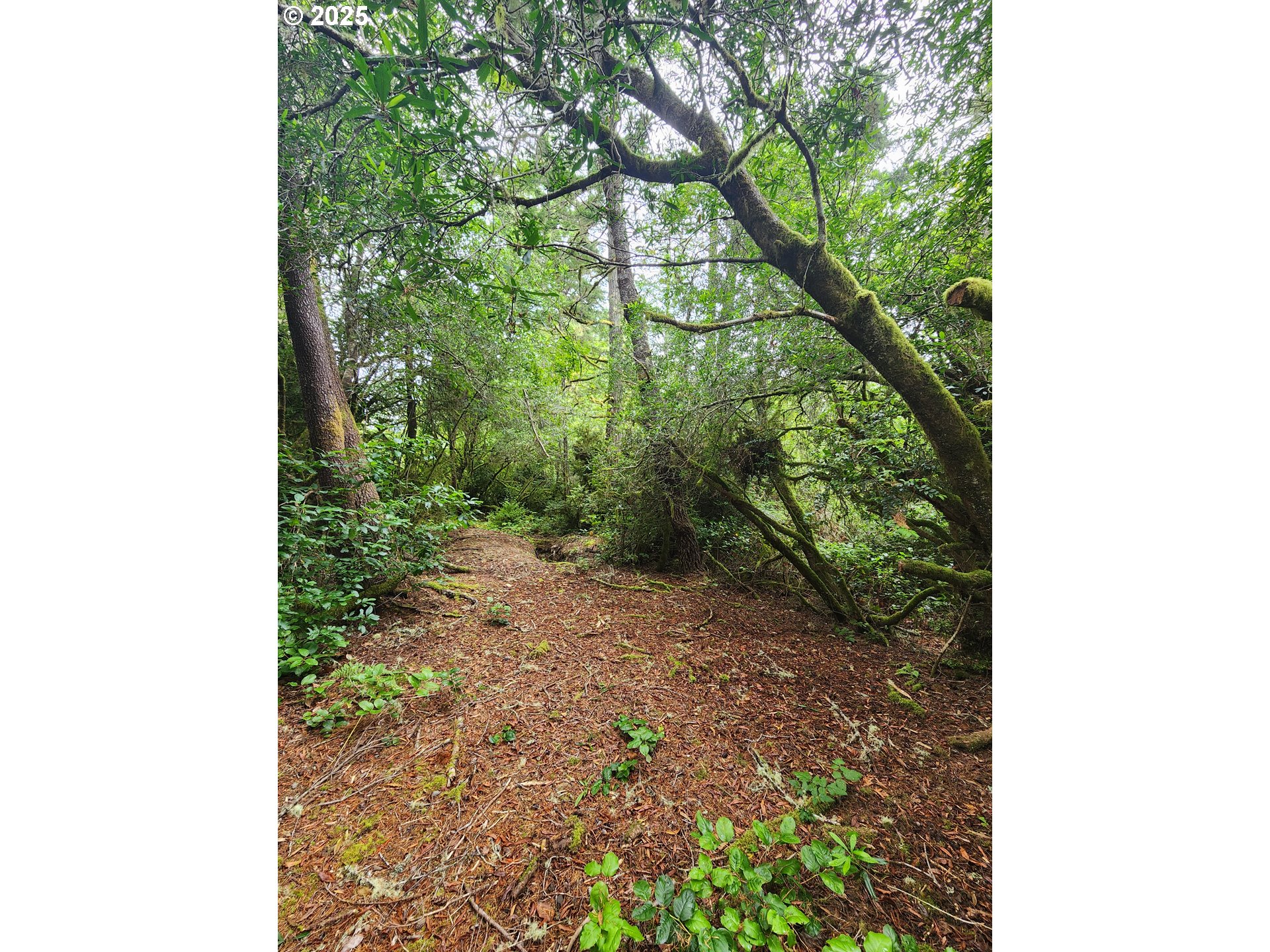 0 Sand Dune Park Drive, Unit TL 800 Florence, OR 97439 - Photo 7 of 9 a view of a yard with plants and a large tree
