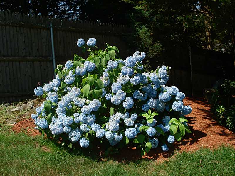 74 Scarborough Road Cumberland, RI 02864 - Photo 7 of 20 Yard/Garden. Some of the beautiful vegetation in the private, fenced yard.