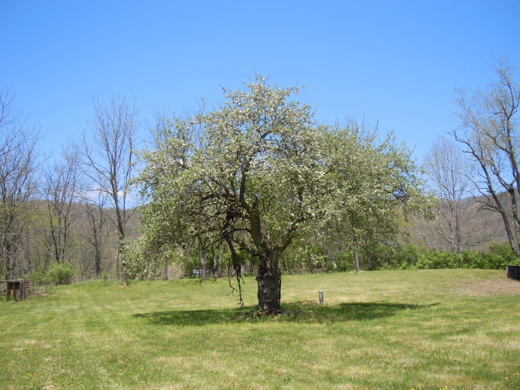 369 Gum Cove Road Buckeye, WV 24924 - Photo 17 of 20 Gallery Image 17