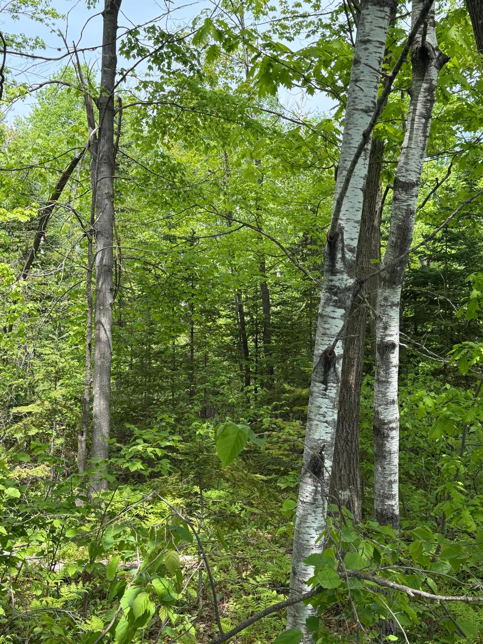 Tbd Range Line Road Holyoke, MN 55749 - Photo 3 of 6