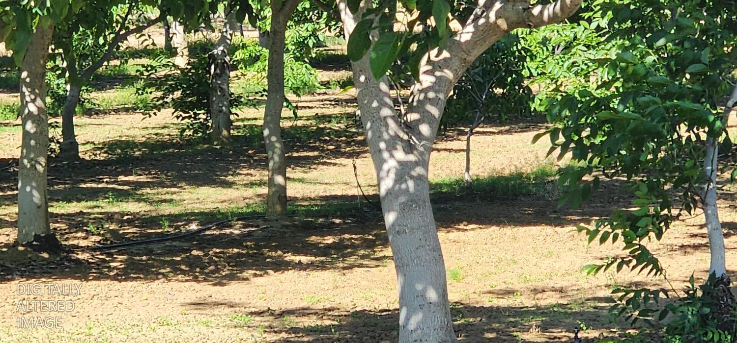 0 George Road Williams, CA 95987 - Photo 8 of 13 a view of a yard with wooden fence