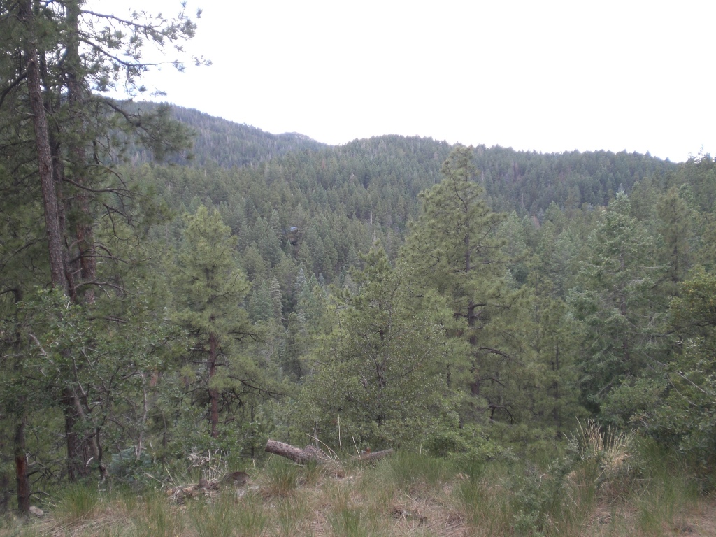 0 East Sheldon Road Prescott, AZ 86303 - Photo 1 of 3 SHELDON