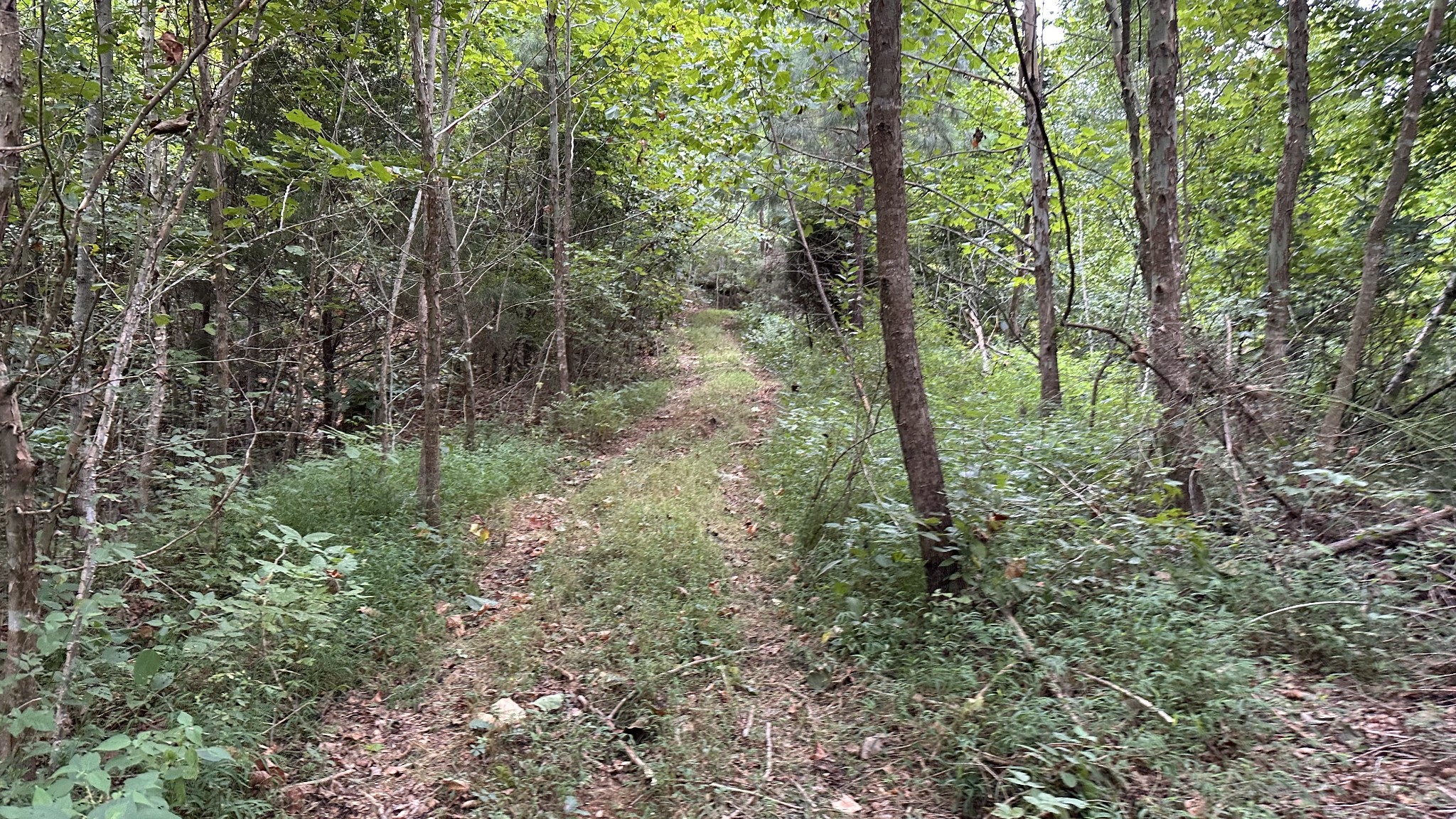 0 High Rise Drive Lyles, TN 37098 - Photo 13 of 19 a view of a forest with trees