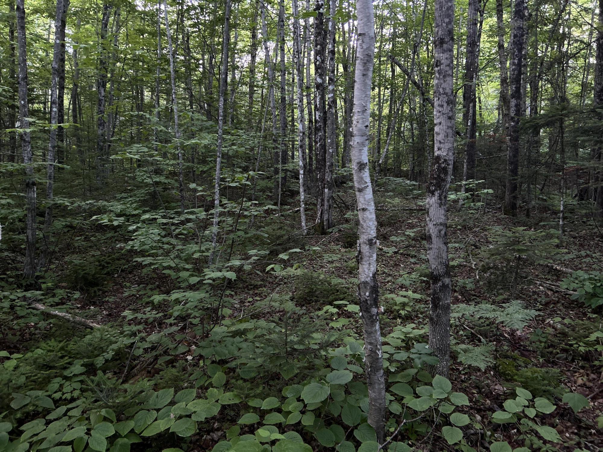 24a Anson Valley Road New Vineyard, ME 04956 - Photo 67 of 93 IMG_4902