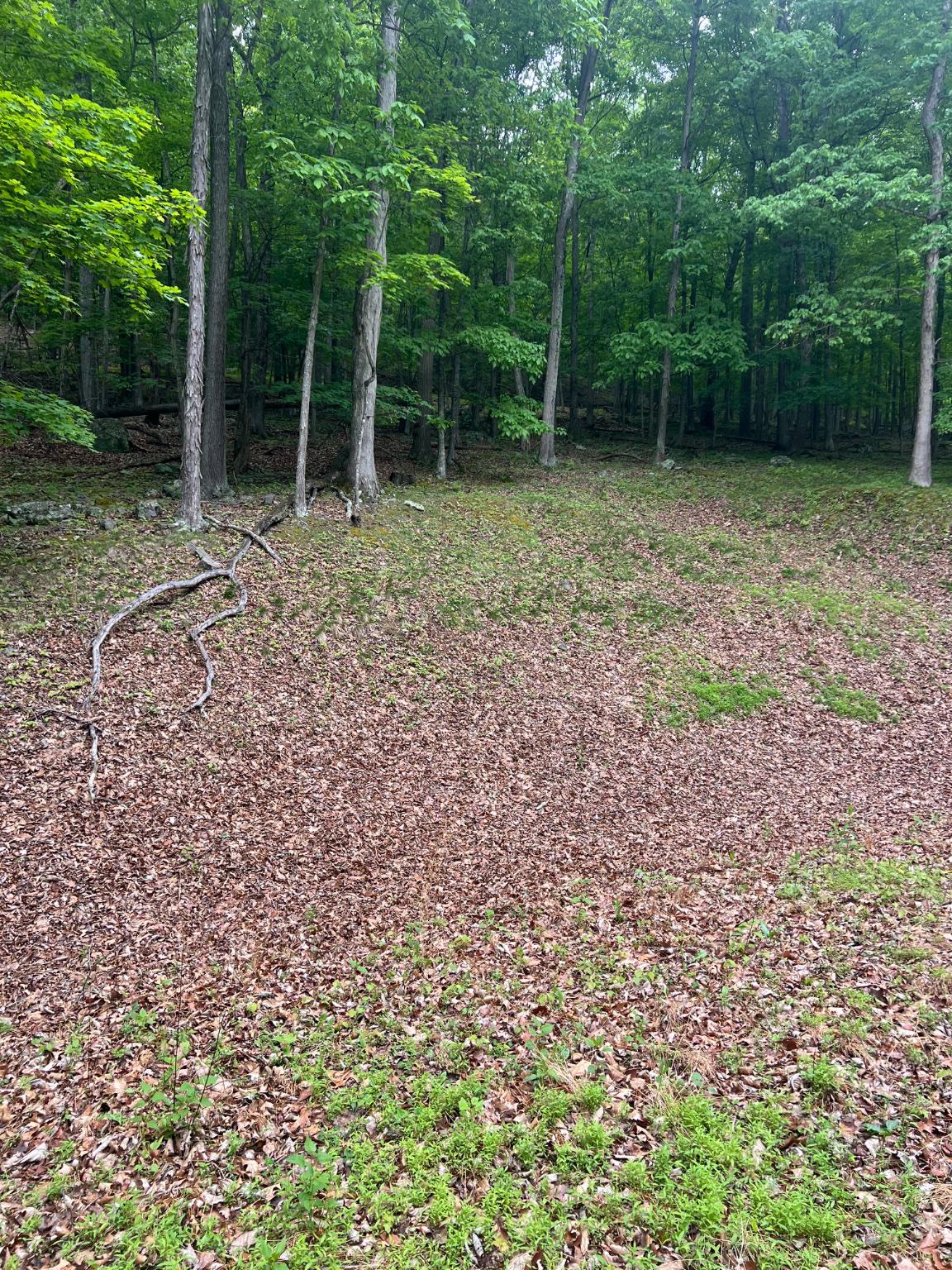 Edgar Lane Upper Tract, WV 26866 - Photo 6 of 22 Additional view from cleared homesite.