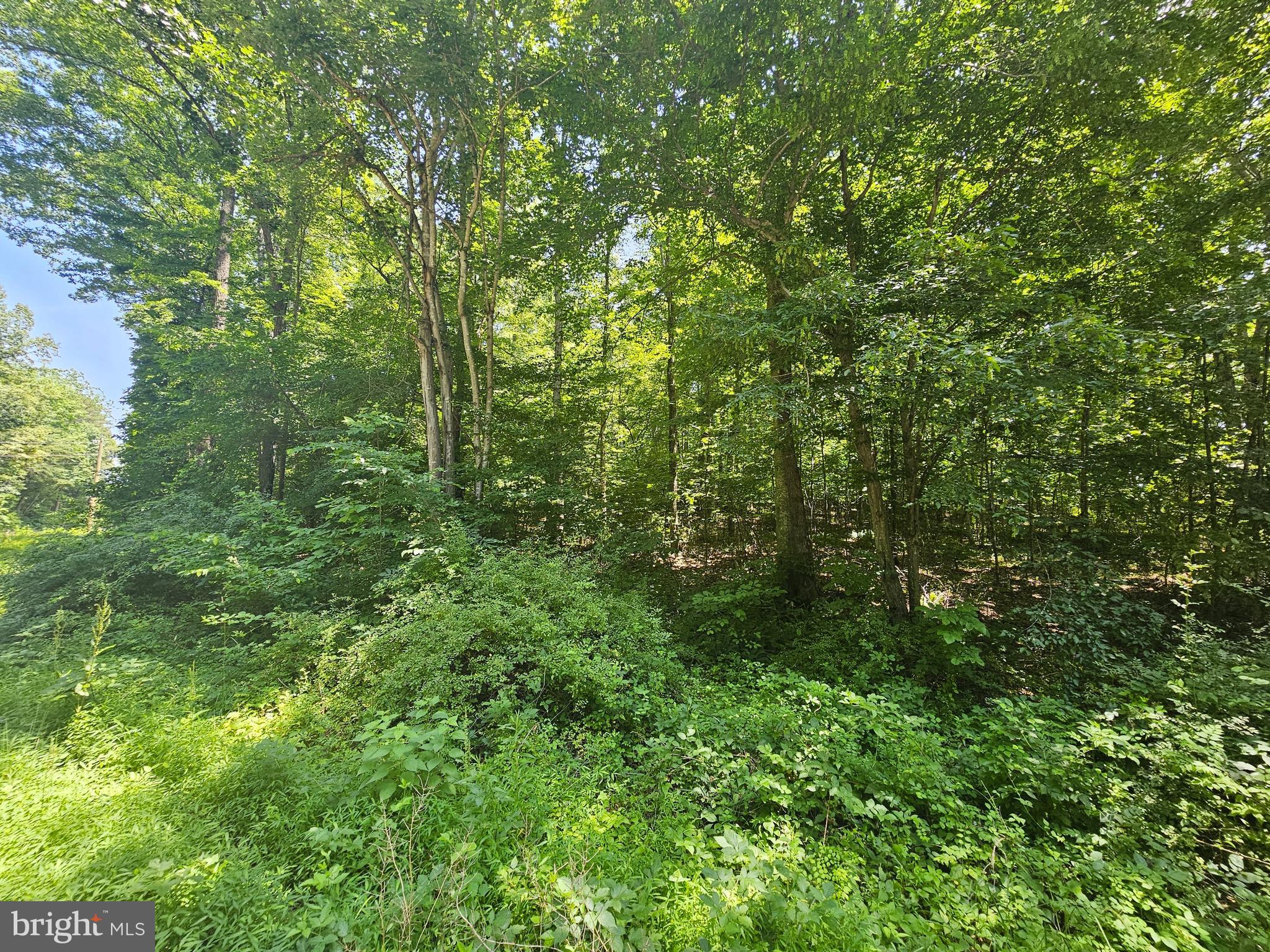 Jacks Shop Road Rochelle, VA 22738 - Photo 7 of 9 Fully Wooded Privacy!