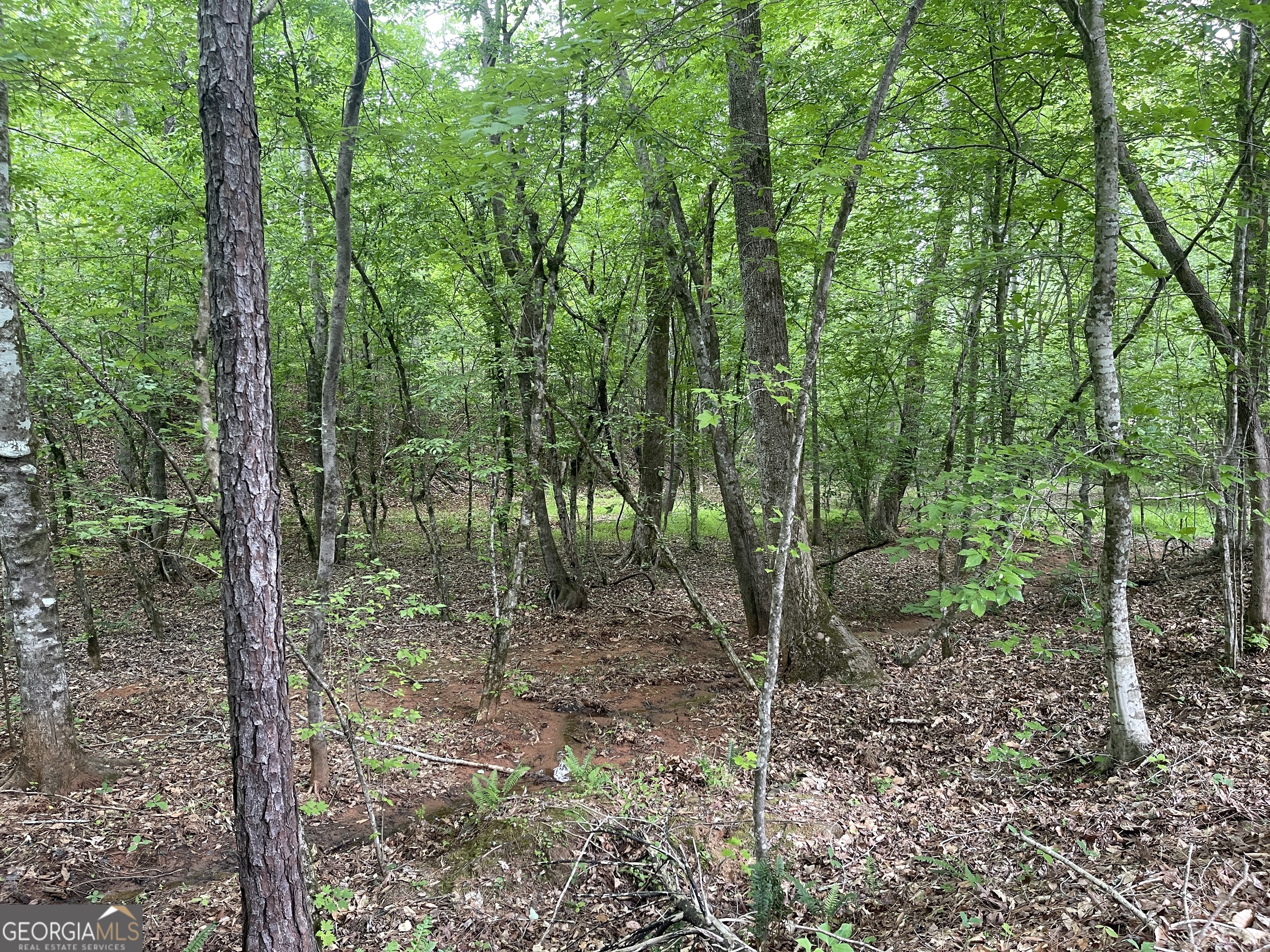 0 Bevis Rd Parcel 9 Franklin, GA 30217 - Photo 2 of 5 a view of a forest that has large trees