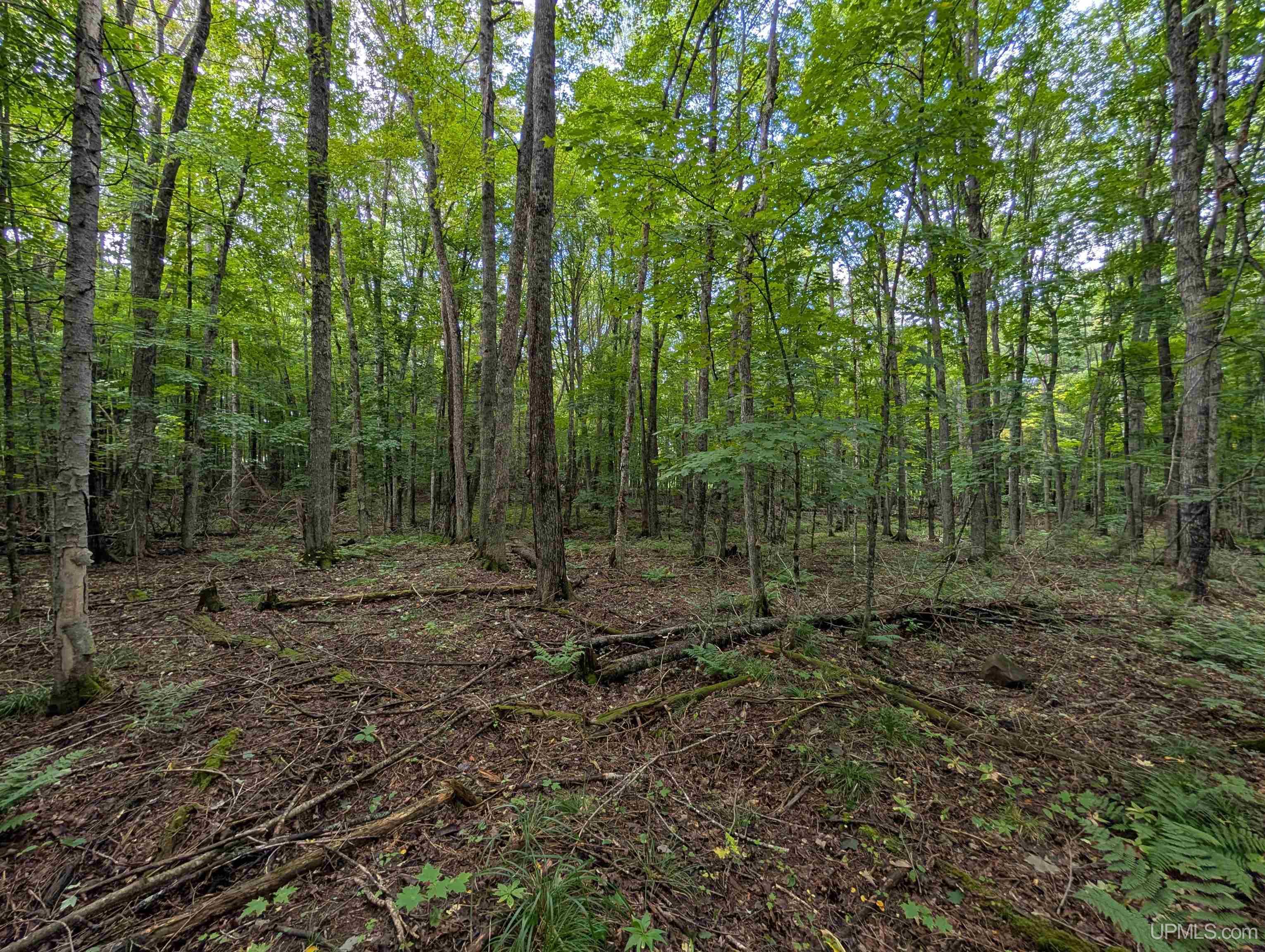 251 Tamarack Lake Road Iron River, MI 49935 - Photo 16 of 19