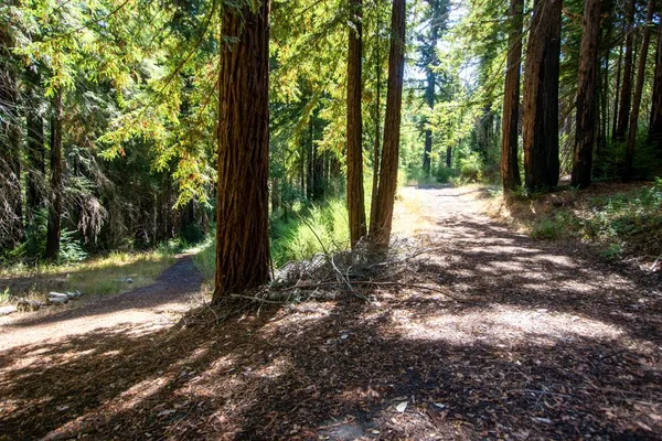 a view of backyard with tree