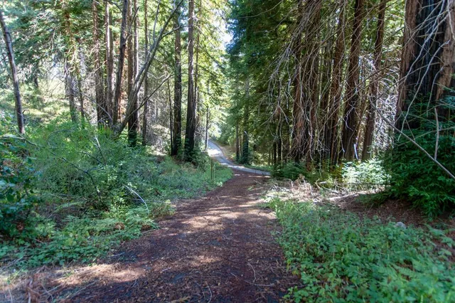a view of a yard with plants and large trees