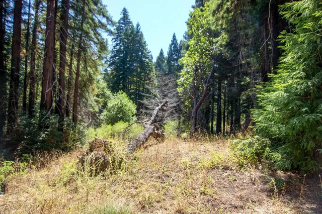 a view of a yard with large trees