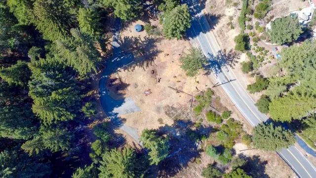a view of a yard with plants and large trees