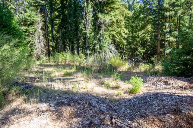 a view of a road with plants and large trees