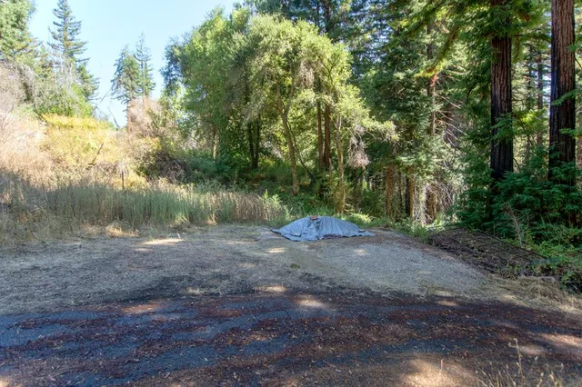a view of a backyard with a large tree