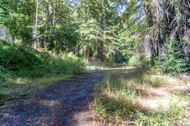 a view of a snow with large trees