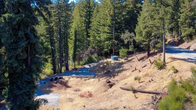 a view of a forest with trees in the background