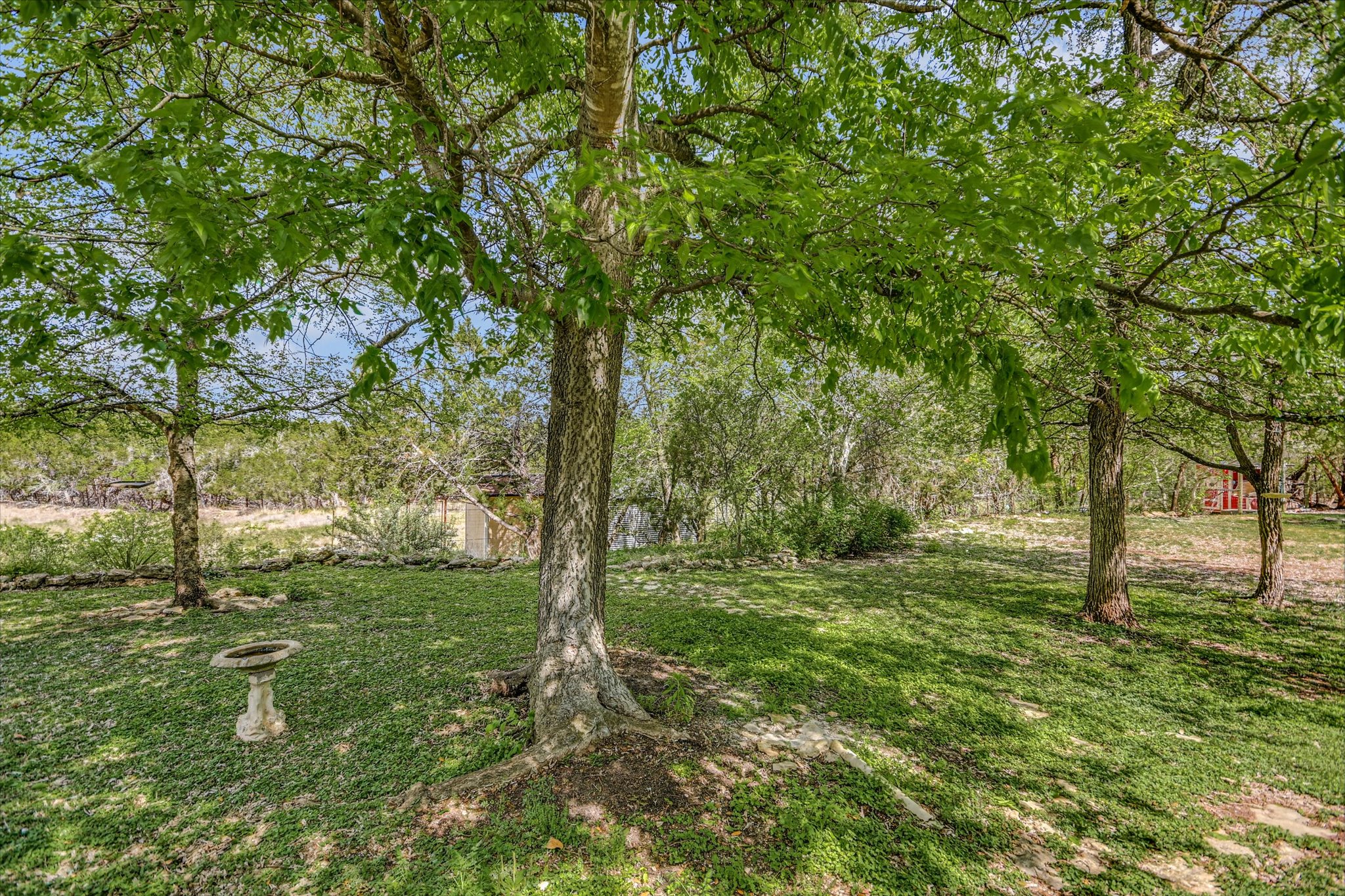 175 Fischer Trail Wimberley, TX 78676 - Photo 19 of 31 a view of a tree in a yard
