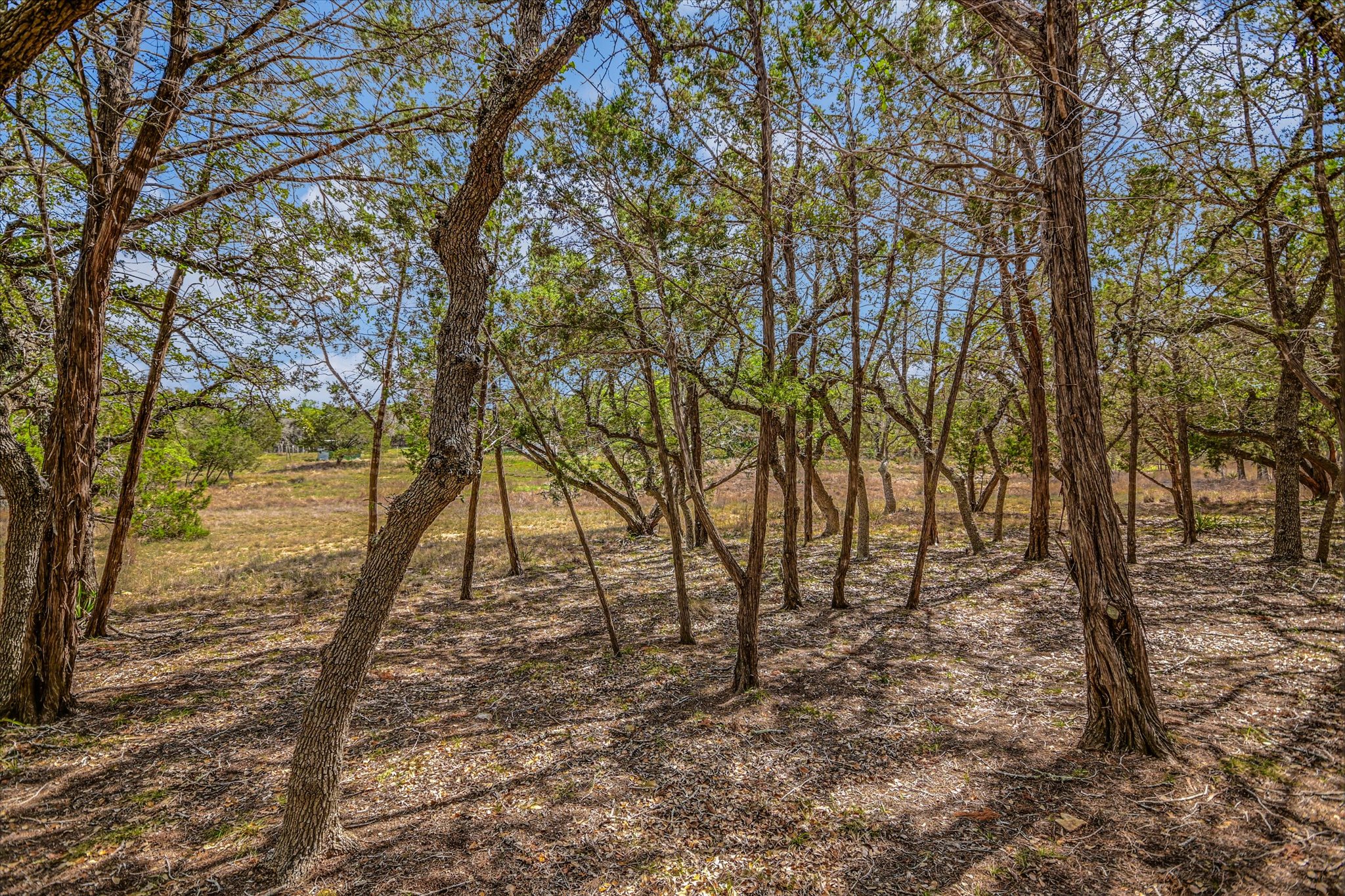175 Fischer Trail Wimberley, TX 78676 - Photo 29 of 31 a backyard of a house with lots of trees