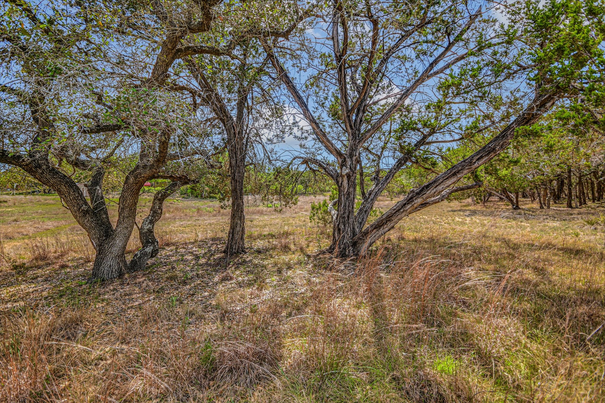 175 Fischer Trail Wimberley, TX 78676 - Photo 30 of 31 a view of outdoor space and yard