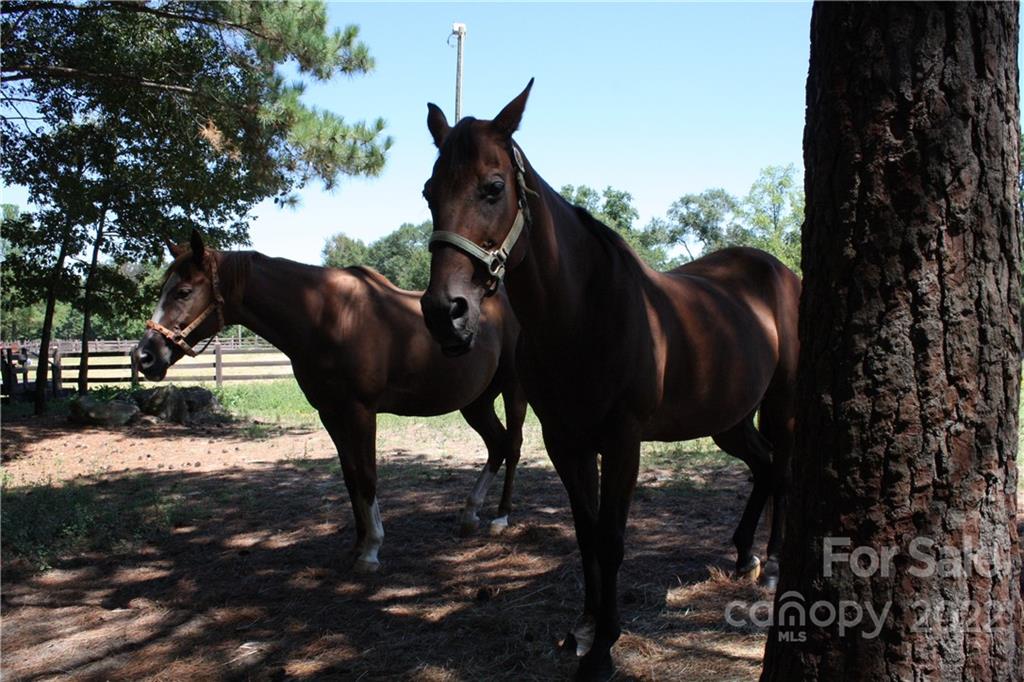 820 Bellegray Road, Unit 14 Clover, SC 29710 - Photo 4 of 7 a view of a horse in a yard