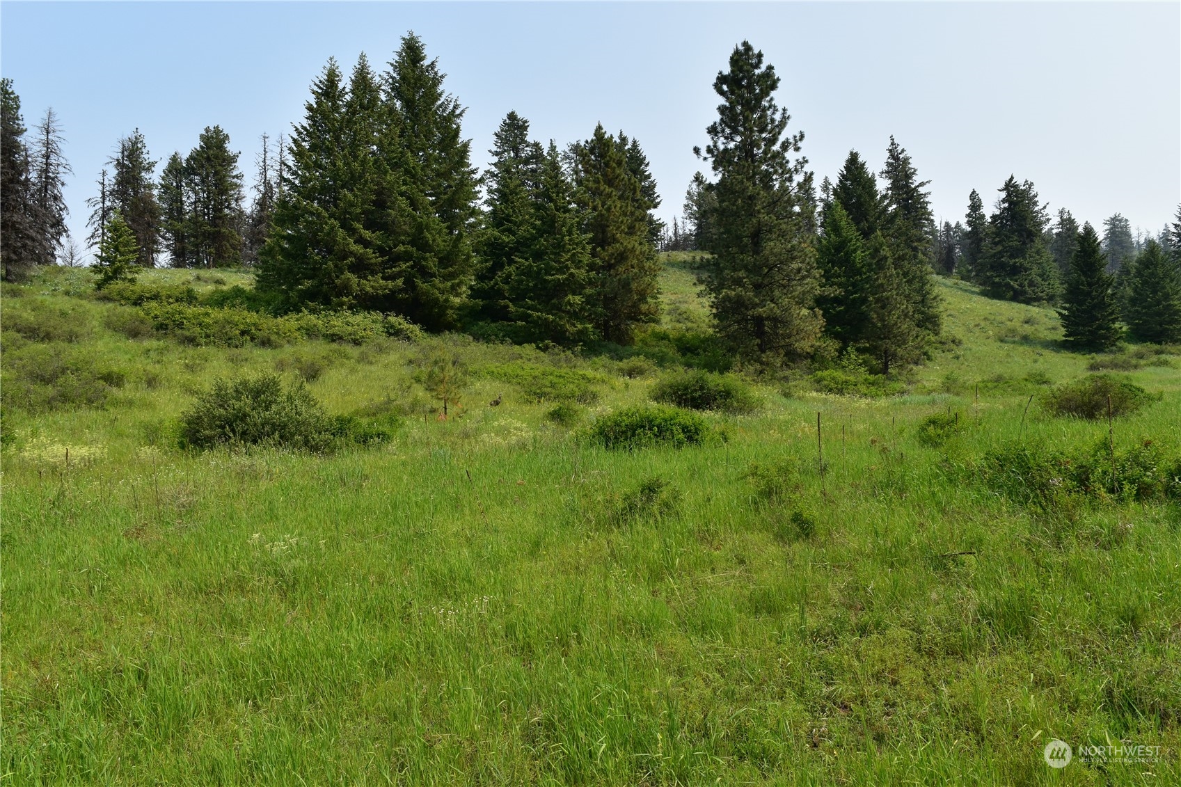 a view of a lush green space